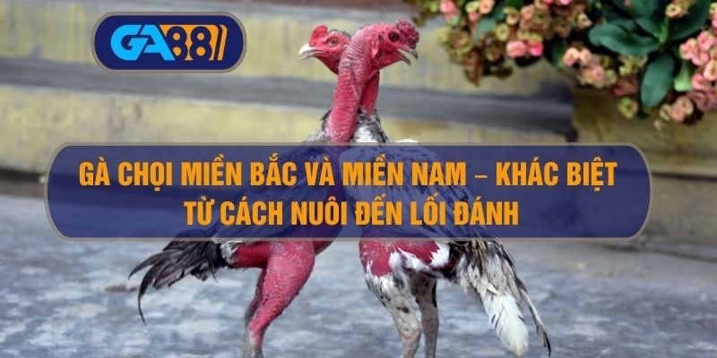 3BET Gà chọi miền Bắc và miền Nam – Khác biệt từ cách nuôi đến lối đánh