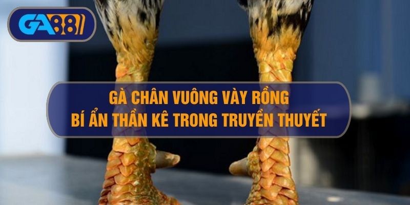 3BET Gà chân vuông vảy rồng - Bí ẩn giống thần kê trong truyền thuyết