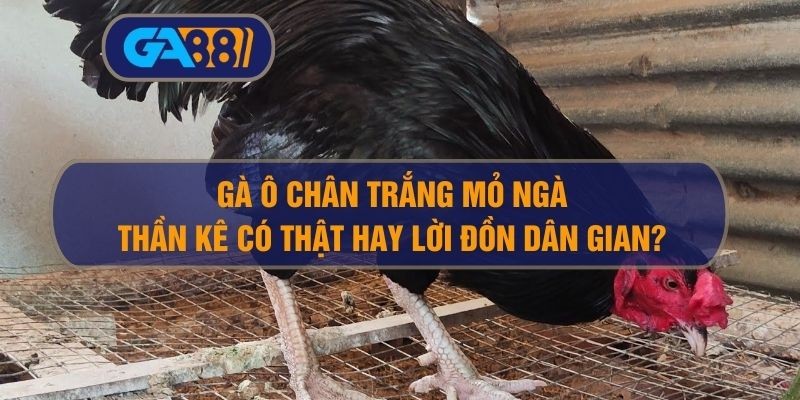3BET Gà ô chân trắng mỏ ngà – Cùng GA88 tìm hiểu Thần kê có thật hay lời đồn dân gian?